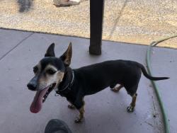 Lost Male Dog last seen Near st & van buren, Tucson, AZ 85711