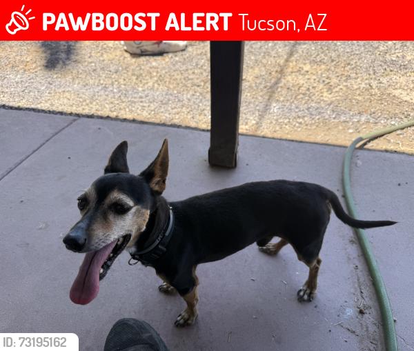 Lost Male Dog last seen Near st & van buren, Tucson, AZ 85711