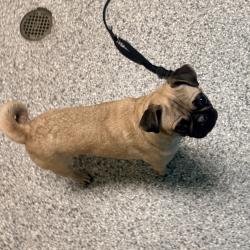 Shelter Stray Female Dog last seen , 800 Southwest Dr, Cheyenne, WY 82007, USA