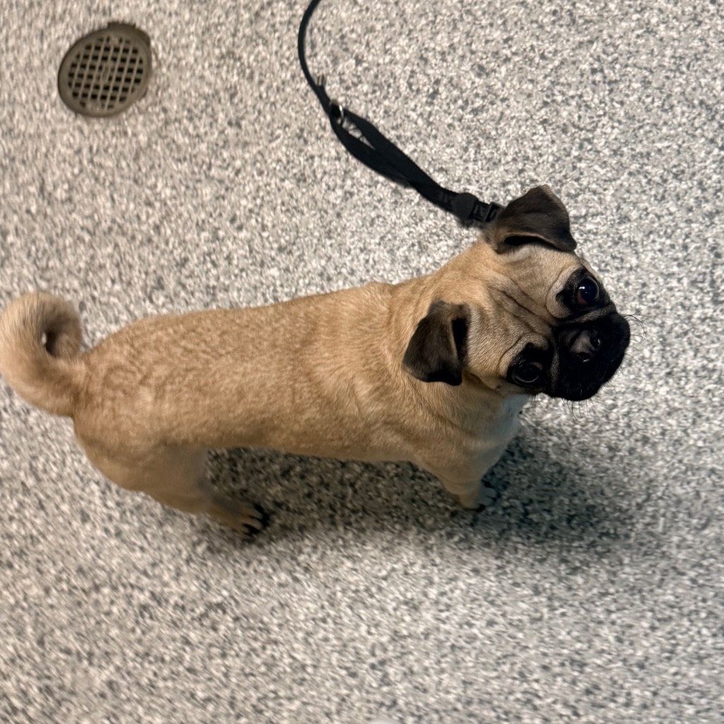 Shelter Stray Female Dog last seen , 800 Southwest Dr, Cheyenne, WY 82007, USA