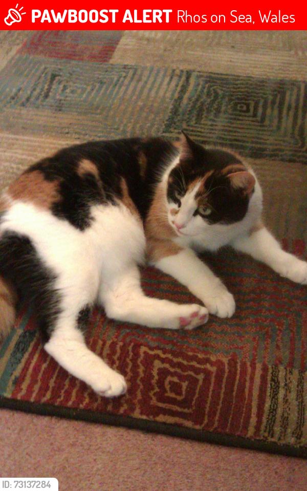 Lost Female Cat last seen Rhos golf course, Rhos on Sea, Wales 