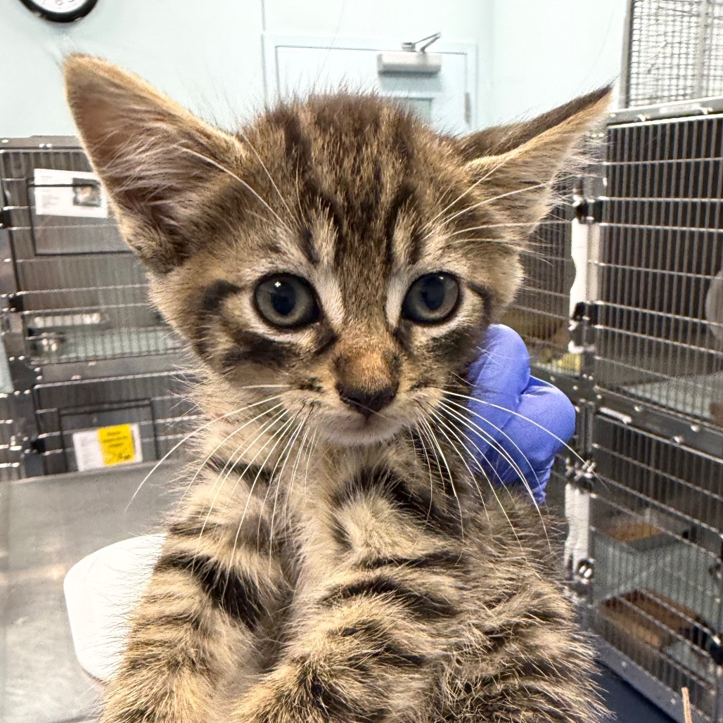 Shelter Stray Male Cat last seen , 980 Guilford College Rd, Greensboro, NC 27409, USA