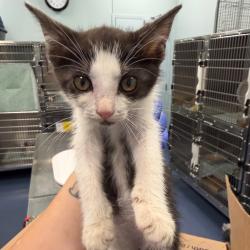 Shelter Stray Female Cat last seen , 980 Guilford College Rd, Greensboro, NC 27409, USA