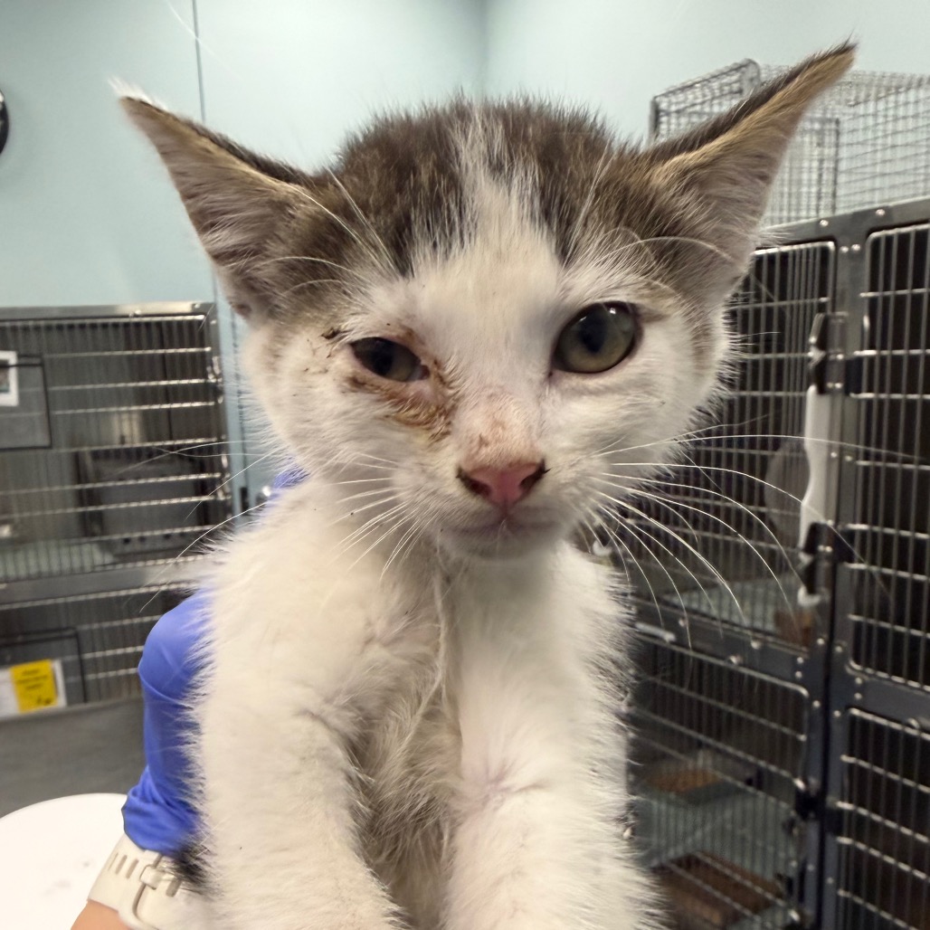 Shelter Stray Male Cat last seen , 980 Guilford College Rd, Greensboro, NC 27409, USA