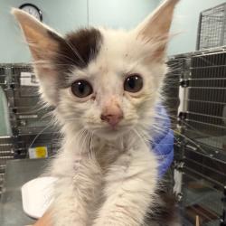 Shelter Stray Female Cat last seen , 980 Guilford College Rd, Greensboro, NC 27409, USA