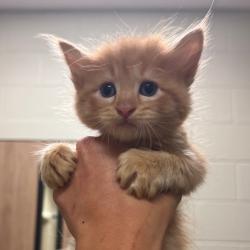 Shelter Stray Male Cat last seen , 54687 Co Rd 19, Bristol, IN 46507, USA