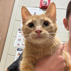 Shelter Stray Female Cat last seen , 54687 Co Rd 19, Bristol, IN 46507, USA