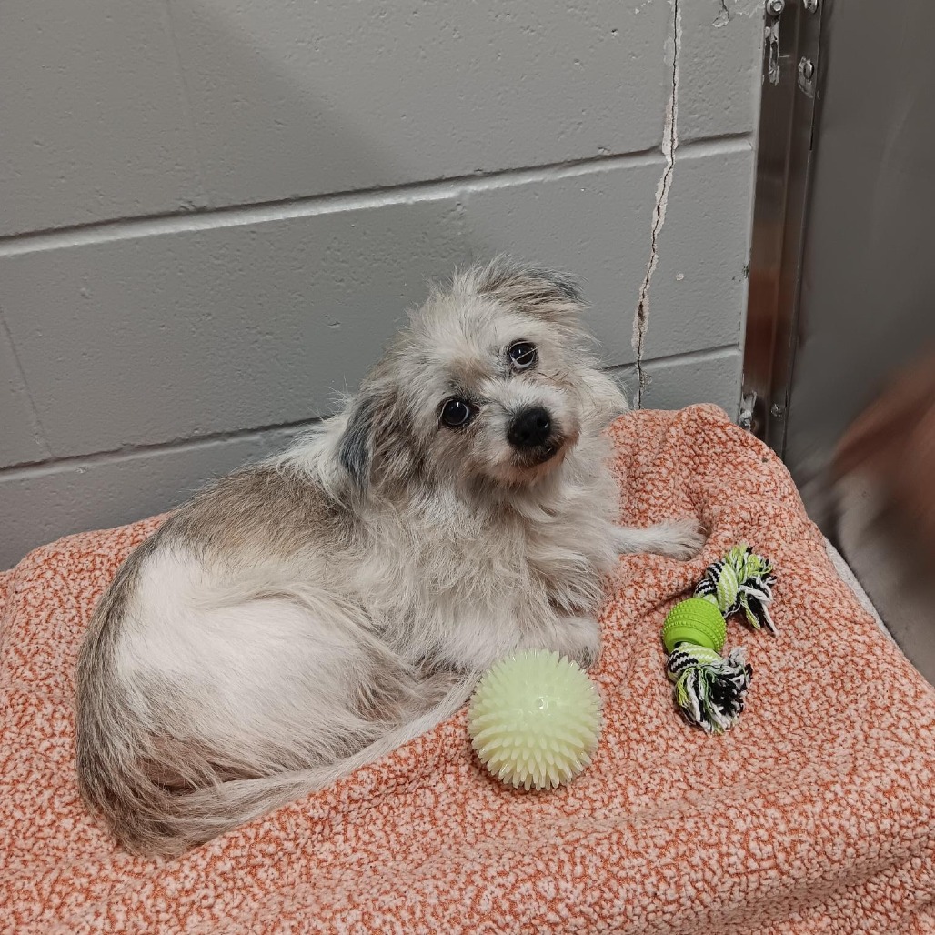 Shelter Stray Male Dog last seen , 8464 Beach Blvd, Jacksonville, FL 32216, USA
