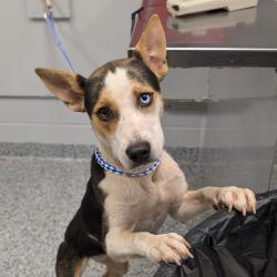 Shelter Stray Female Dog last seen , 328 Furman Hall Rd, Greenville, SC 29609, USA