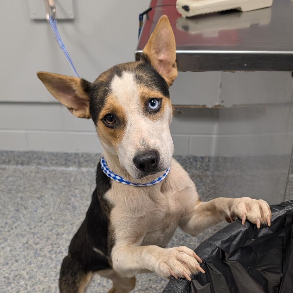 Shelter Stray Female Dog last seen , 328 Furman Hall Rd, Greenville, SC 29609, USA