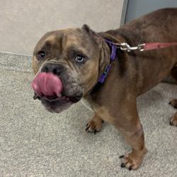 Shelter Stray Male Dog last seen , 8464 Beach Blvd, Jacksonville, FL 32216, USA