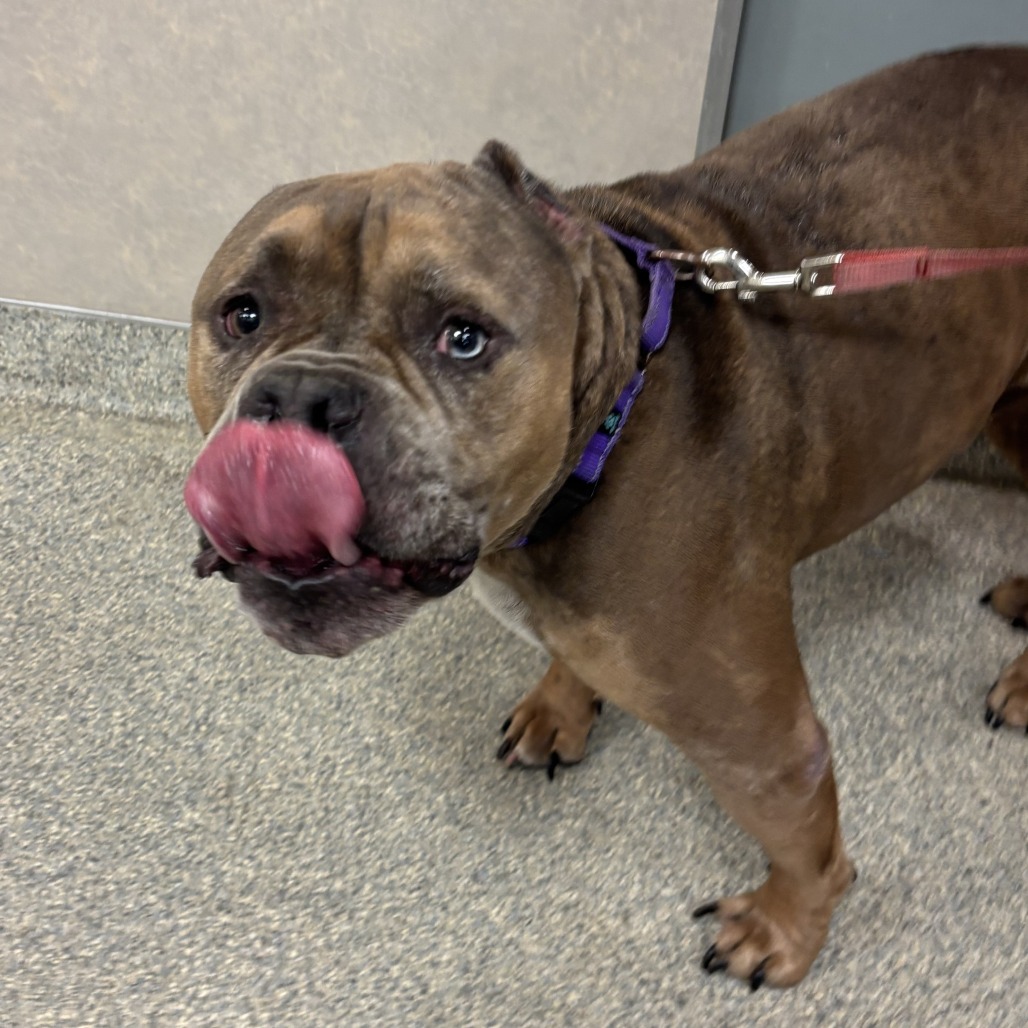 Shelter Stray Male Dog last seen , 8464 Beach Blvd, Jacksonville, FL 32216, USA