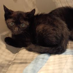 Shelter Stray Female Cat last seen , 1211 Old Graves Mill Rd, Lynchburg, VA 24502, USA
