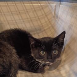 Shelter Stray Female Cat last seen , 1211 Old Graves Mill Rd, Lynchburg, VA 24502, USA
