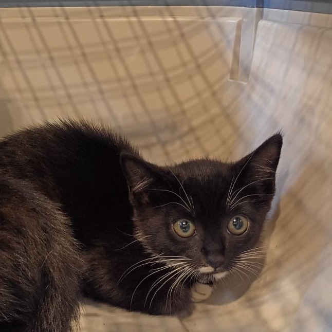 Shelter Stray Female Cat last seen , 1211 Old Graves Mill Rd, Lynchburg, VA 24502, USA
