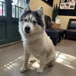 Shelter Stray Female Dog last seen , 361 S Raymond Ave, Pasadena, CA 91105, USA