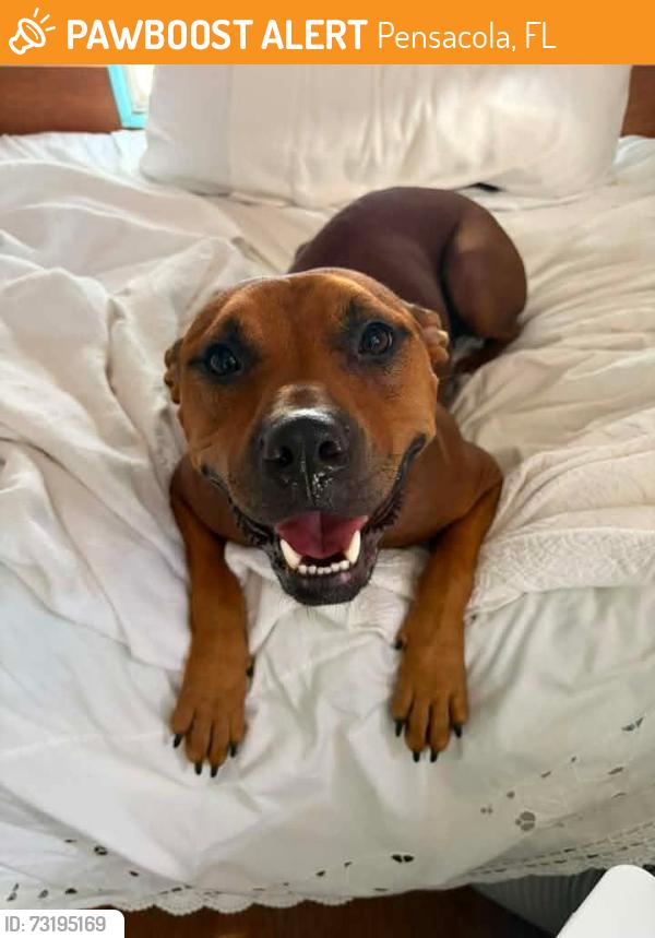 Found/Stray Male Dog last seen Mandalay and Hermex, Pensacola, FL 32507
