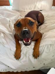 Found/Stray Male Dog last seen Mandalay and Hermex, Pensacola, FL 32507