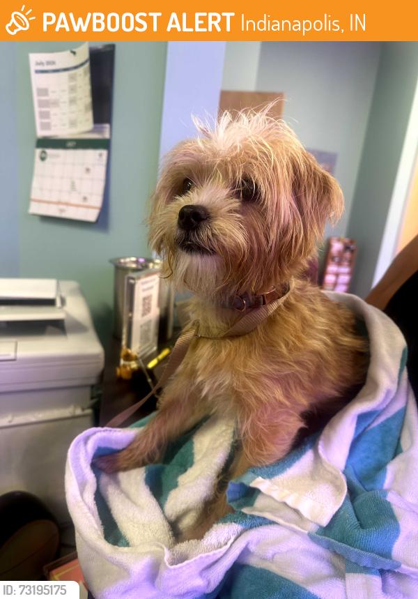 Found/Stray Female Dog last seen 52nd street and Mitthoffer, Indianapolis, IN 46226
