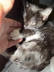 Found/Stray Unknown Cat last seen Stetson Hills and powers, Colorado Springs, CO 80923