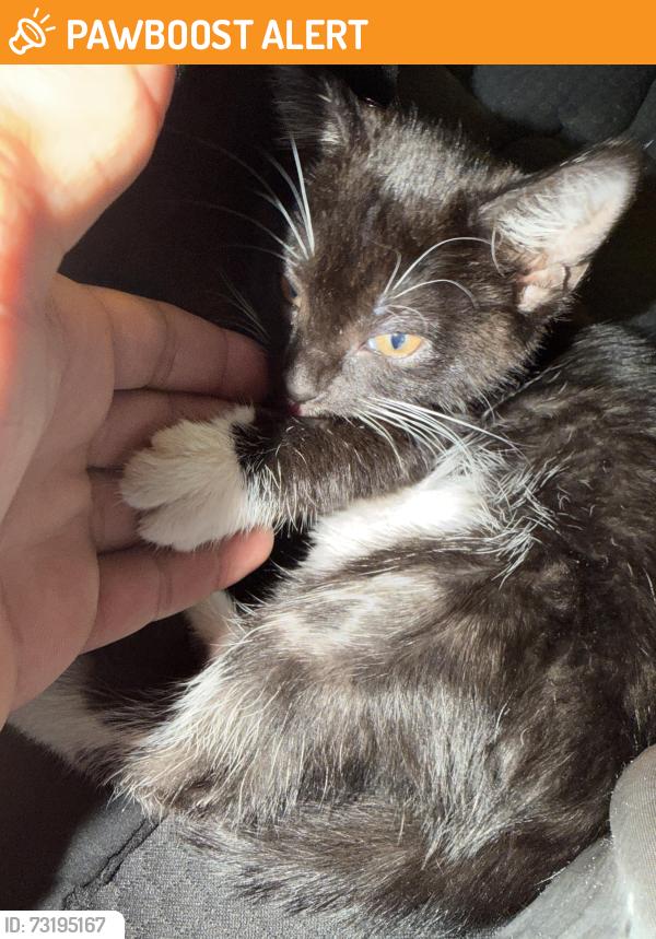 Found/Stray Unknown Cat last seen Stetson Hills and powers, Colorado Springs, CO 80923