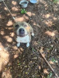 Found/Stray Female Dog last seen New Highland Rd by the ATS Outdoors, Springtown, TX 76082