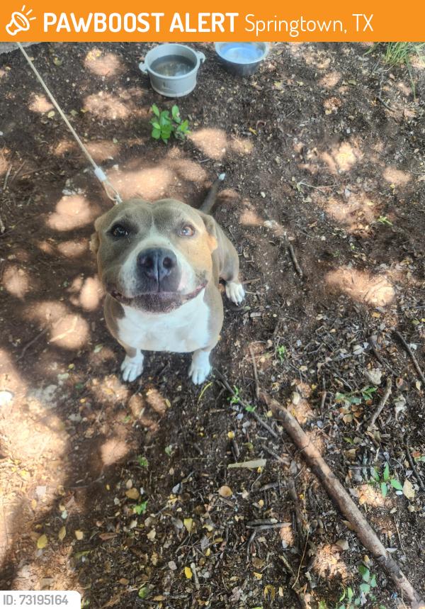 Found/Stray Female Dog last seen New Highland Rd by the ATS Outdoors, Springtown, TX 76082