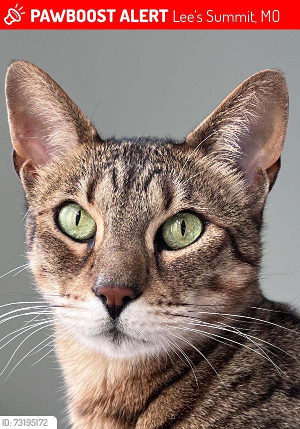 Lost Male Cat last seen Twin Brook, Lee's Summit, MO 64086