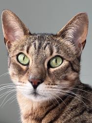 Lost Male Cat last seen Twin Brook, Lee's Summit, MO 64086