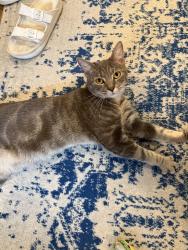 Found/Stray Male Cat last seen Columbia & Sherman NW across from Brazilian cultural center, Washington, DC 20001