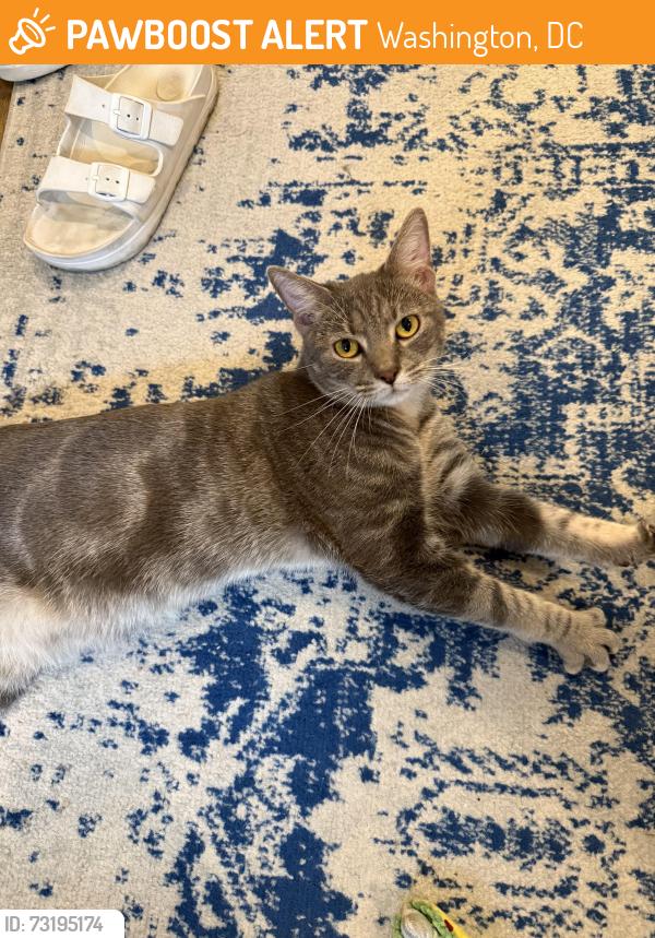 Found/Stray Male Cat last seen Columbia & Sherman NW across from Brazilian cultural center, Washington, DC 20001