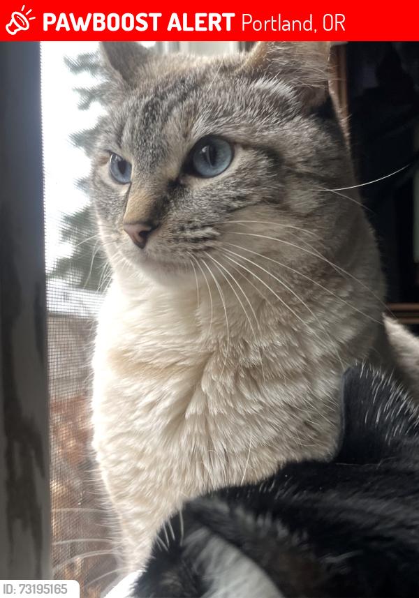 Lost Female Cat last seen Lone fir cemetery, Portland, OR 97214