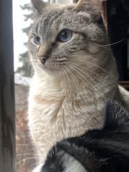 Lost Female Cat last seen Lone fir cemetery, Portland, OR 97214