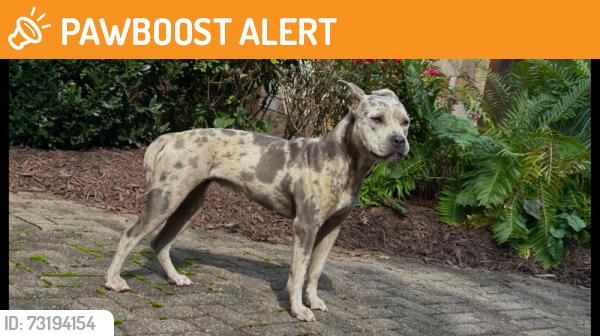 Found/Stray Female Dog last seen The Cliffs, Walnut Valley Pkwy & Avery Creek Rd, Buncombe County, NC 28704