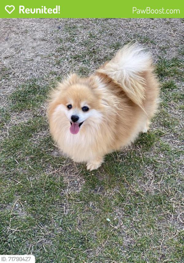 Reunited Female Dog last seen Traders, Grand Prairie, TX 75052
