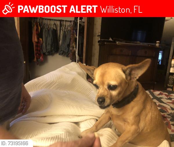Lost Female Dog last seen Unknown, Williston, FL 32696