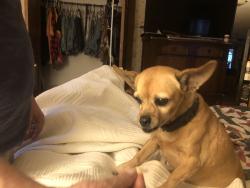 Lost Female Dog last seen Unknown, Williston, FL 32696