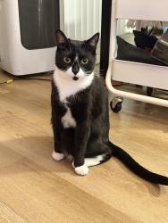 Reunited Male Cat last seen Our Lady Queen of Heaven Church, Tacoma, WA 98444