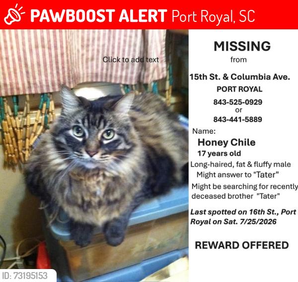 Lost Male Cat last seen 15th St. and Columbia Ave, Port Royal, SC 29935