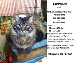 Lost Male Cat last seen 15th St. and Columbia Ave, Port Royal, SC 29935