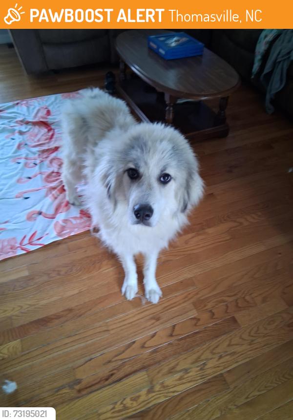 Found/Stray Female Dog last seen Near Courtney dr, Thomasville, NC 27360