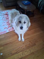 Found/Stray Female Dog last seen Near Courtney dr, Thomasville, NC 27360