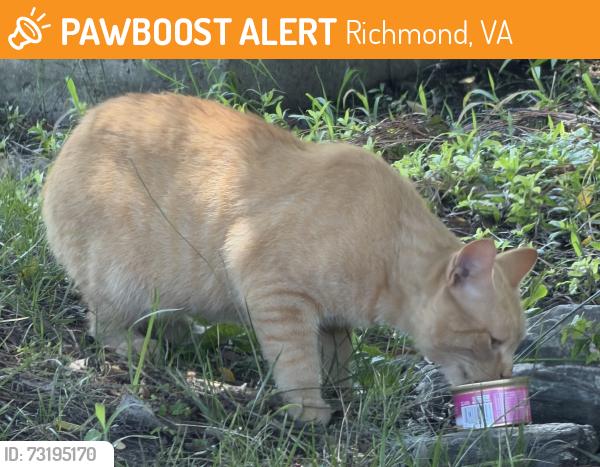 Found/Stray Male Cat last seen CVS at 6400 Iron Bridge Rd North Chesterfield, Richmond, VA 23234