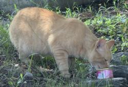 Found/Stray Male Cat last seen CVS at 6400 Iron Bridge Rd North Chesterfield, Richmond, VA 23234