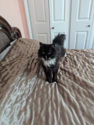 Reunited Female Cat last seen Willow Hill condominium, 13 mile/dequindre area, Madison Heights, MI 48071