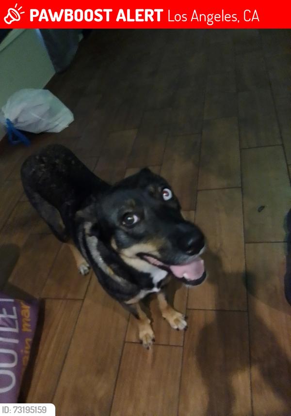 Lost Female Dog last seen Pacific coast highway and avalon, Los Angeles, CA 90744
