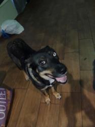 Lost Female Dog last seen Pacific coast highway and avalon, Los Angeles, CA 90744