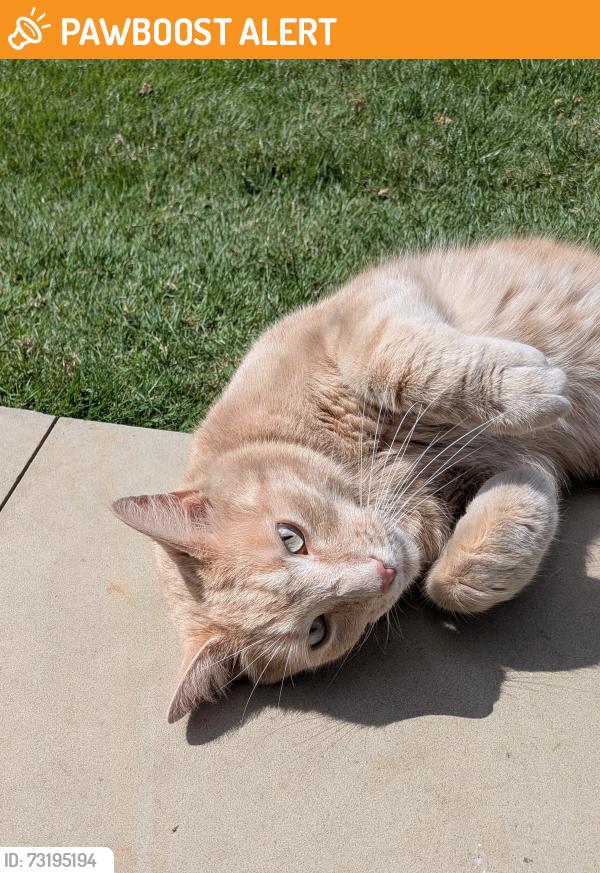 Found/Stray Unknown Cat last seen Greenwich Park, Greater London, England 