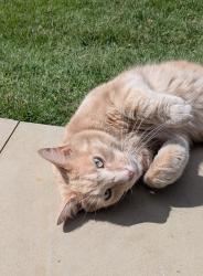 Found/Stray Unknown Cat last seen Greenwich Park, Greater London, England 