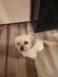 Reunited Female Dog last seen East Manchester and Chicago road, Chicago Heights, IL 60411